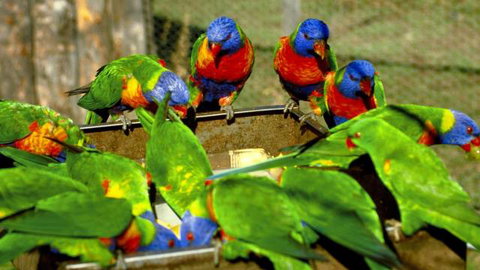 Canberra Walk In Aviary - Accommodation Coffs Harbour 4