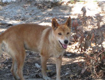 Cohunu Koala Park - Accommodation Coffs Harbour 0