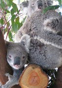 Cohunu Koala Park - Accommodation Coffs Harbour 1