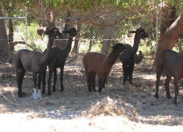 Cohunu Koala Park - Accommodation Coffs Harbour 2