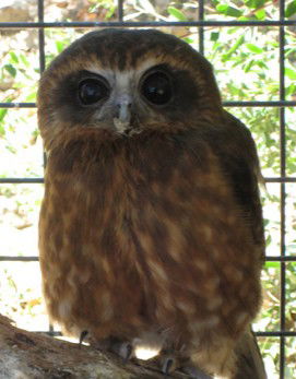 Cohunu Koala Park - Accommodation Coffs Harbour 3