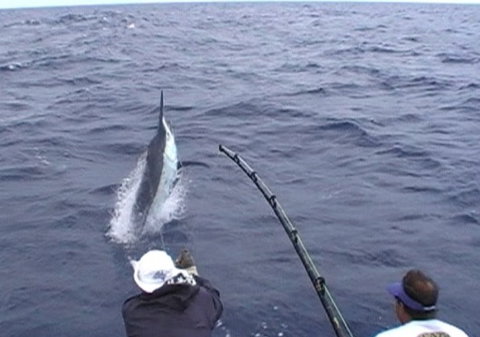 Amokura Charters - Accommodation Coffs Harbour 0