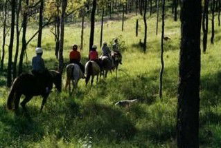 Hunter Valley Horse Riding And Adventures - Accommodation Coffs Harbour 0