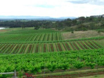 Hunter Vineyard Tours - Accommodation Coffs Harbour 2