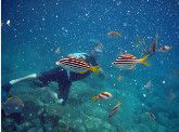Imagine Cruises - Accommodation Coffs Harbour 0