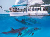 Imagine Cruises - Accommodation Coffs Harbour 2