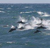 Tamboi Queen Cruises - Accommodation Coffs Harbour