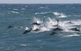 Tamboi Queen Cruises - Accommodation Coffs Harbour 0