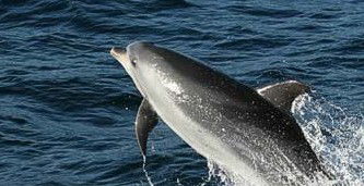 Tamboi Queen Cruises - Accommodation Coffs Harbour 2