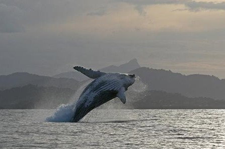 Byron Bay Whale Watching - Accommodation Coffs Harbour 1