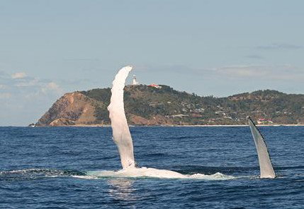 Byron Bay Whale Watching - Accommodation Coffs Harbour 3