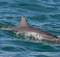 Byron Bay Dolphin Wildlife Tours - Accommodation Coffs Harbour