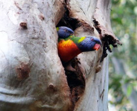Cumberland State Forest - Accommodation Coffs Harbour 0