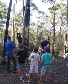 Boronia Tours - Accommodation Coffs Harbour 1