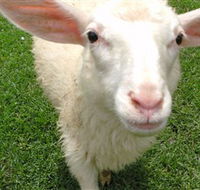 Golden Ridge Animal Farm - Accommodation Coffs Harbour