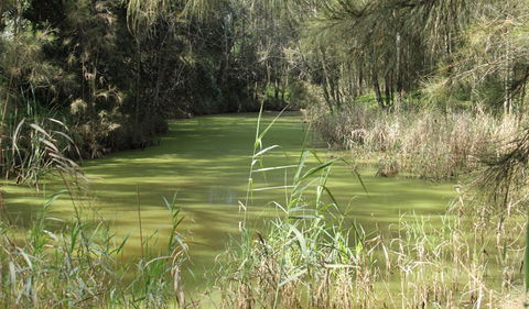 Second Ponds Creek Walk - Accommodation Coffs Harbour 0
