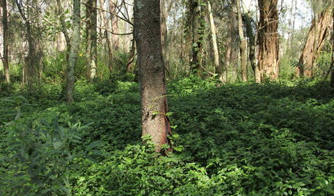 Second Ponds Creek Walk - Accommodation Coffs Harbour 1