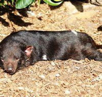 Symbio Wildlife Park - Accommodation Coffs Harbour