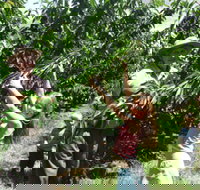 Forest Range Cherries - Accommodation Coffs Harbour