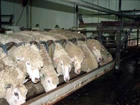 Island Pure Sheep Dairy And Cheese Factory - Accommodation Coffs Harbour 0