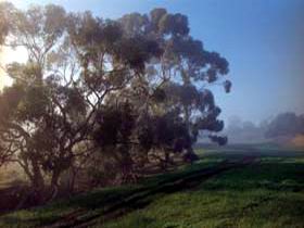 Island Pure Sheep Dairy And Cheese Factory - Accommodation Coffs Harbour 2