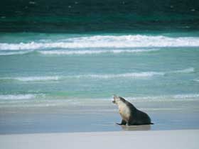 Flinders Chase National Park - Accommodation Coffs Harbour 1
