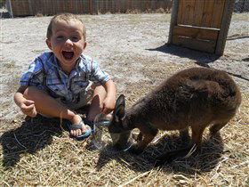 Animal Farm Goolwa - Accommodation Coffs Harbour 0