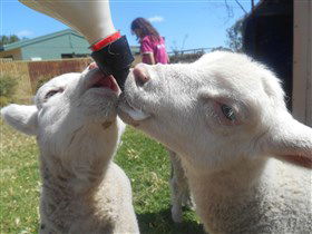 Animal Farm Goolwa - Accommodation Coffs Harbour 1