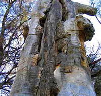 Junction Island Nature Reserve Canoe Tree and Walking Track - Accommodation Coffs Harbour
