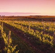 Ralph Fowler Wines - Accommodation Coffs Harbour