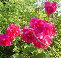 Bishop's Lodge Historic House and Heritage Rose Garden - Accommodation Coffs Harbour