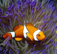 Reef HQ Aquarium - Accommodation Coffs Harbour