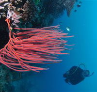 Eddy Reef Dive Site - Accommodation Coffs Harbour