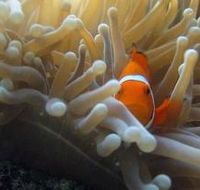Beaver Reef Dive Site - Accommodation Coffs Harbour
