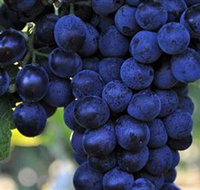 De Bortoli Wines Bilbul - Accommodation Coffs Harbour