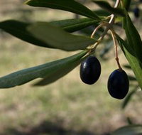 Red Rock Olives - Accommodation Coffs Harbour
