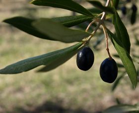 Red Rock Olives - Accommodation Coffs Harbour 0