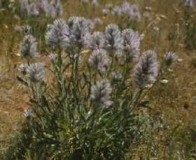 Terrick Terrick East ACT Accommodation Coffs Harbour