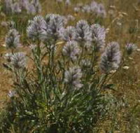 Terrick Terrick National Park - Accommodation Coffs Harbour