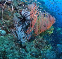 SS Yongala Dive Site - Accommodation Coffs Harbour