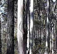 Kooyoora State Park - Accommodation Coffs Harbour