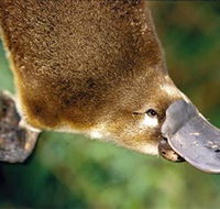 Eungella National Park - Accommodation Coffs Harbour