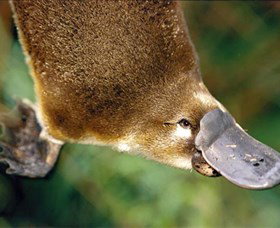 Eungella National Park - Accommodation Coffs Harbour 0