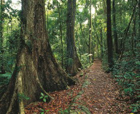 Eungella National Park - Accommodation Coffs Harbour 1