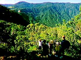 Eungella National Park - Accommodation Coffs Harbour 3