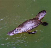 Platypus Viewing at Broken River - Accommodation Coffs Harbour