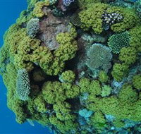 Keeper Reef Dive Site - Accommodation Coffs Harbour
