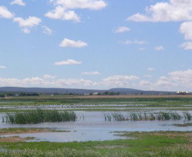 Fivebough Wetlands - Accommodation Coffs Harbour 0