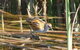 Fivebough Wetlands - thumb 1