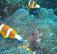 Davies Reef Dive Site - Accommodation Coffs Harbour